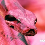 boa-rosanero2.jpg