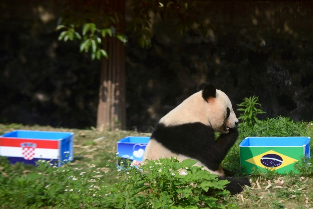 pandas